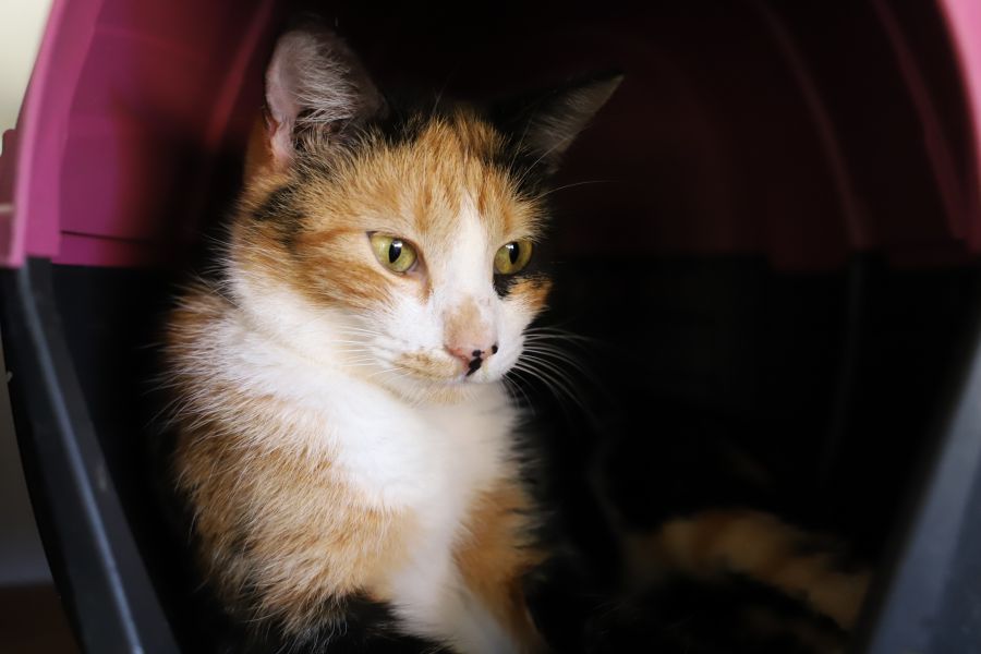 Feira de Adoção Animal de Rio das Ostras acontece na quinta, 2 de abril