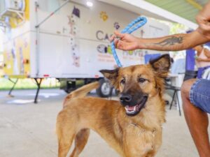 Parque Zabulão recebe Bem-Estar Animal nesta terça-feira